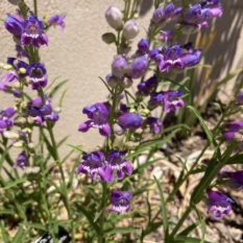 Prairie Dusk Penstemon