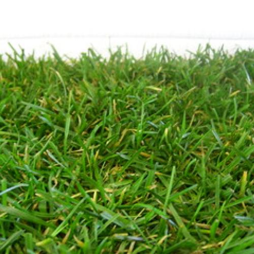 Rhizomatous Tall Fescue Rhizomatous Tall Fescue