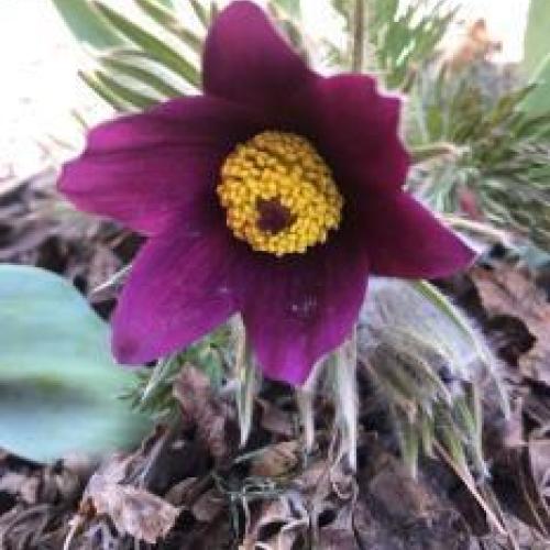 Pasque Flower