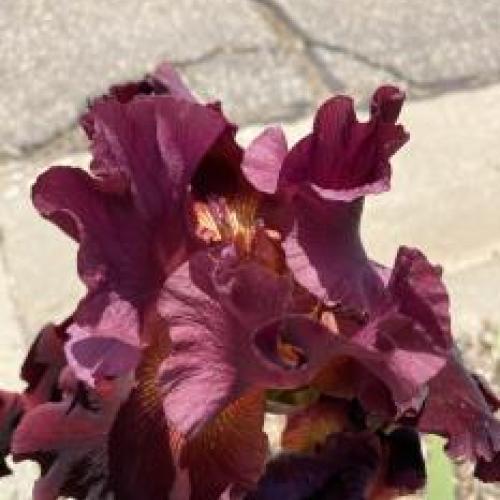 Red Hawk Iris