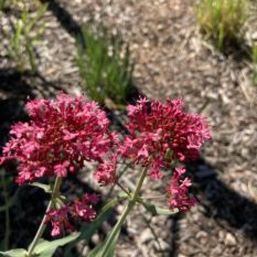 Red Valerian Red Valerian