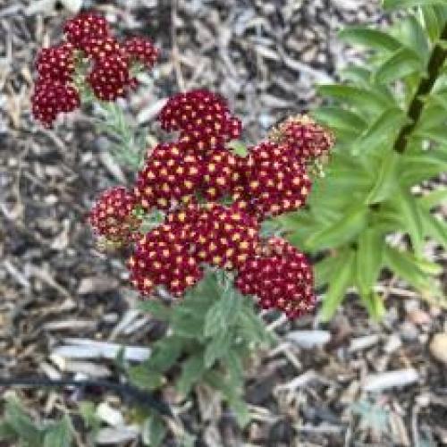 Red Yarrow