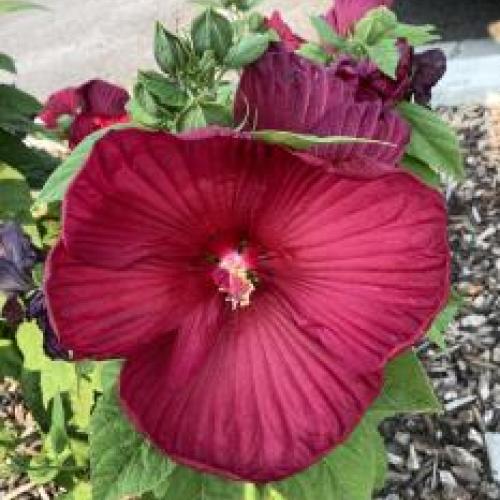 Luna Red Hibiscus 