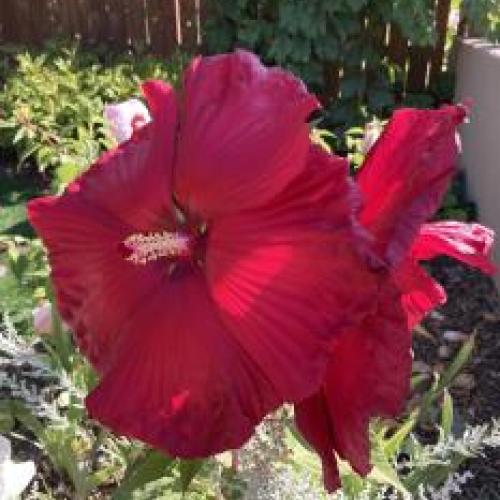 Honeymoon Deep Red Hibiscus