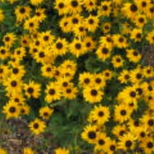 Cherokee Sunset Black Eyed Susan