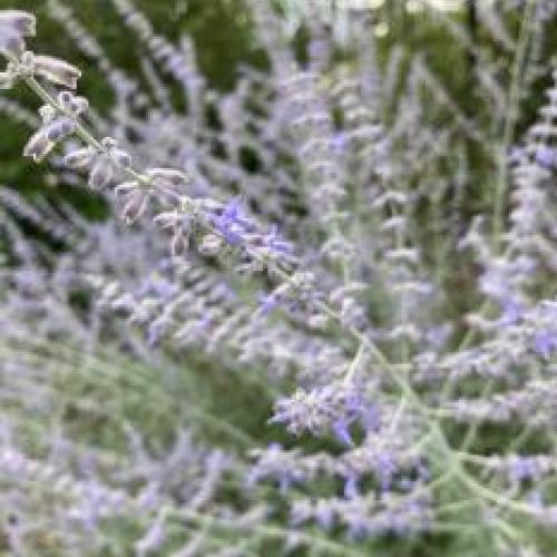 Russian Sage