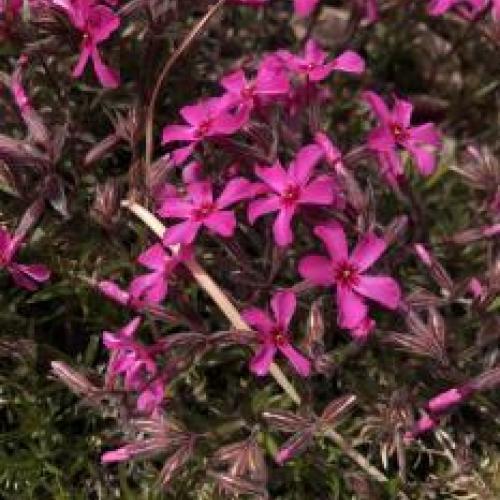 Scarlet Flame Phlox