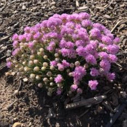 Sea Thrift