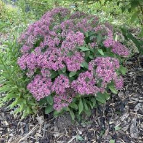 Mr. Goodbud Upright Stonecrop