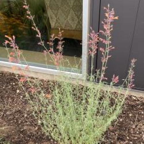 Sonoran Sunset Hyssop