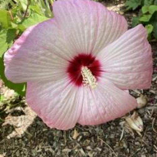 Sparkle Pink Jewel Hibiscus