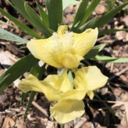 Standard Dwarf Tall Bearded Iris