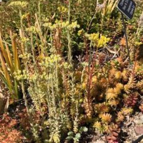 Stone Orpine Sedum