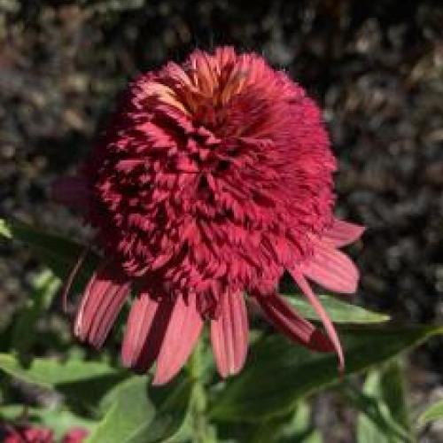 Supreme Elegance Coneflower