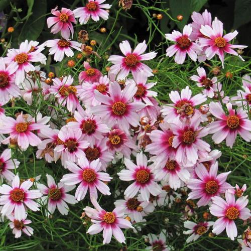 Sweet Dreams Coreopsis