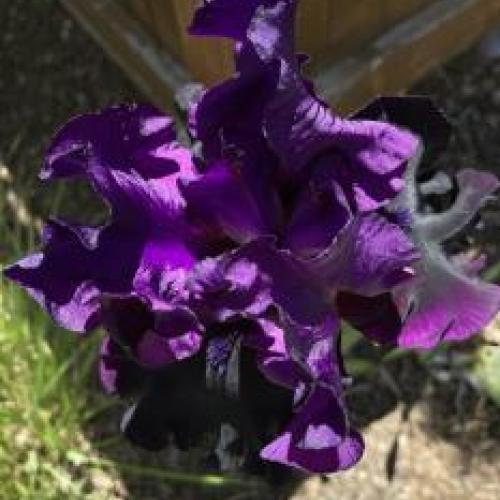 Tall Bearded Iris