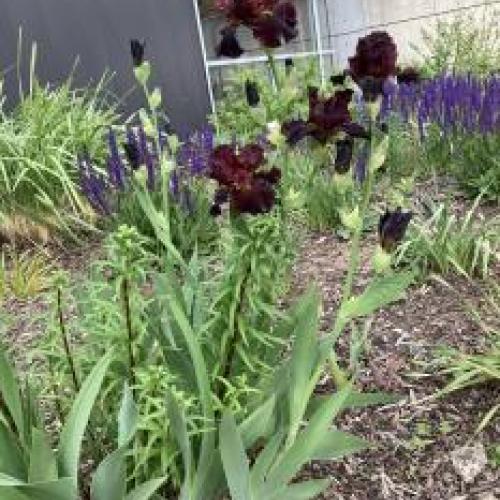 Tall Bearded Iris