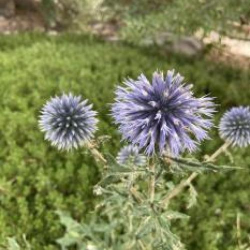 Taplow Blue Globe Thistle