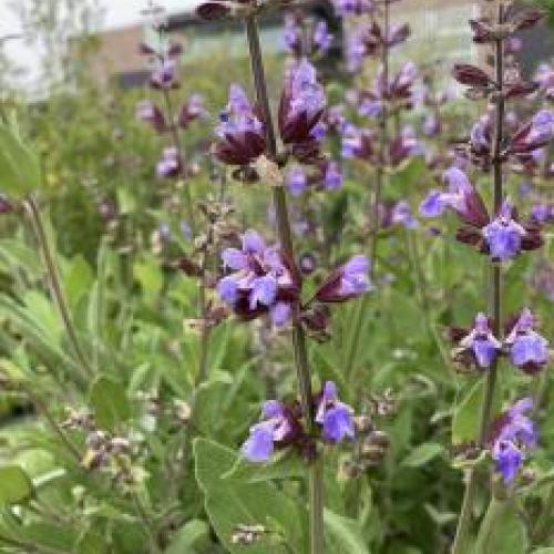 Texas Violet Mealy Cup Sage