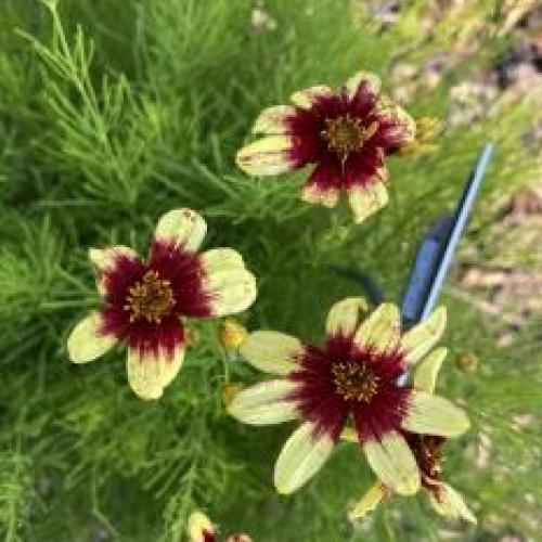 Threadleaf Coreopsis