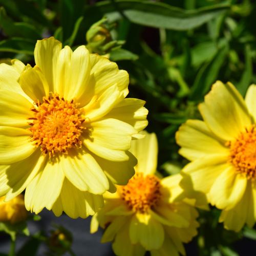 Tickseed