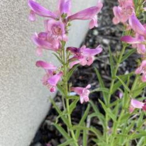 Violet Dusk Penstemon