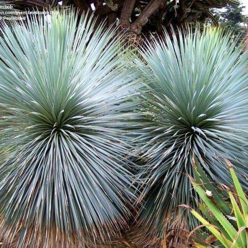 Beaked Yucca