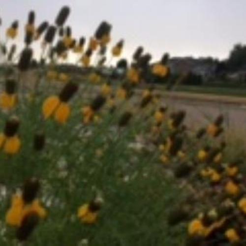 Yellow Prairie Coneflower