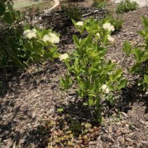 Brandywine Withrod Viburnum Brandywine Withrod Viburnum