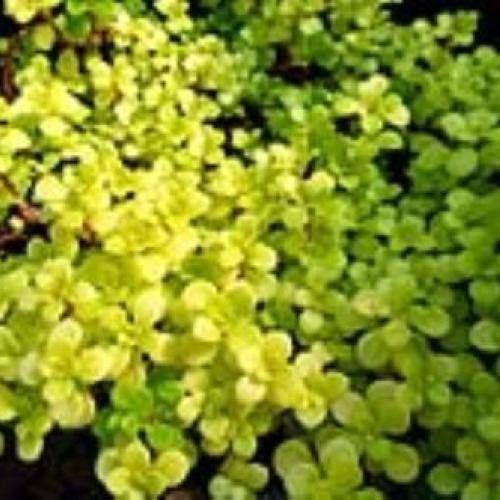 Golden Japanese Sedum Golden Japanese Sedum