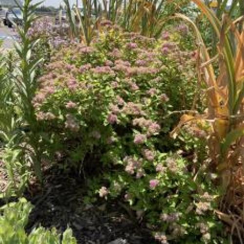 Coccinea Spirea