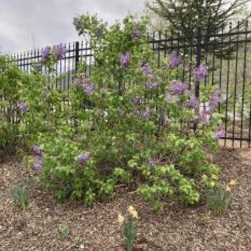 Common Purple Lilac Common Purple Lilac