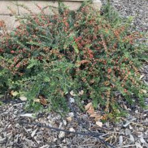 Cranberry Cotoneaster