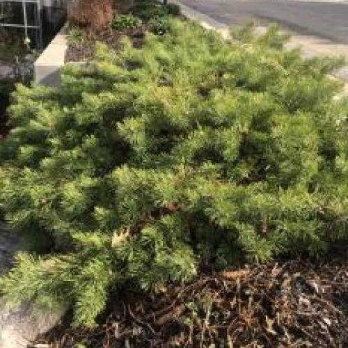 Creeping Scotch Pine