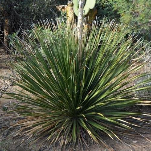 Green Desert Sotol