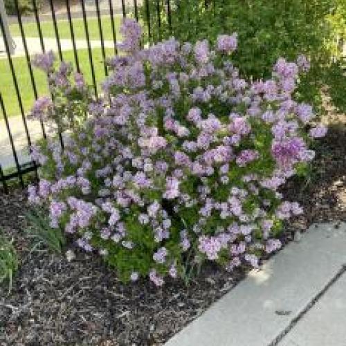 Dwarf Korean Lilac Dwarf Korean Lilac