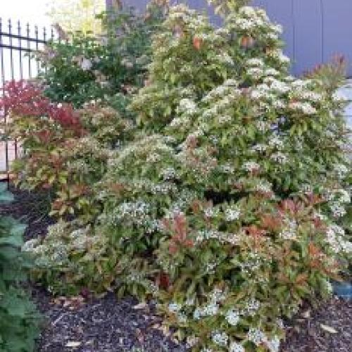 Fraser's Photinia