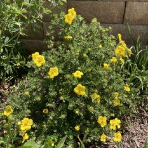 Goldstar Potentilla