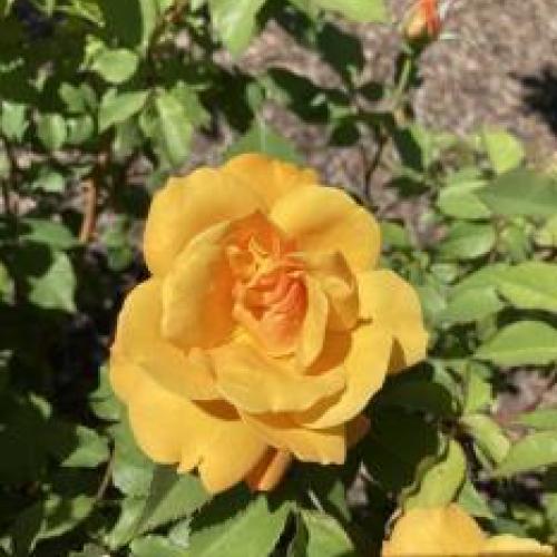 Good as Gold Rose