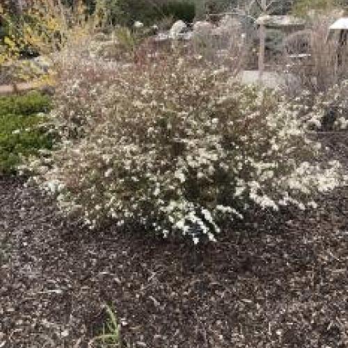 Grefsheim Spirea 