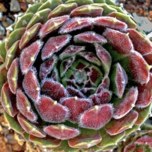 Hey Hey Hens and Chicks Hey Hey Hens and Chicks