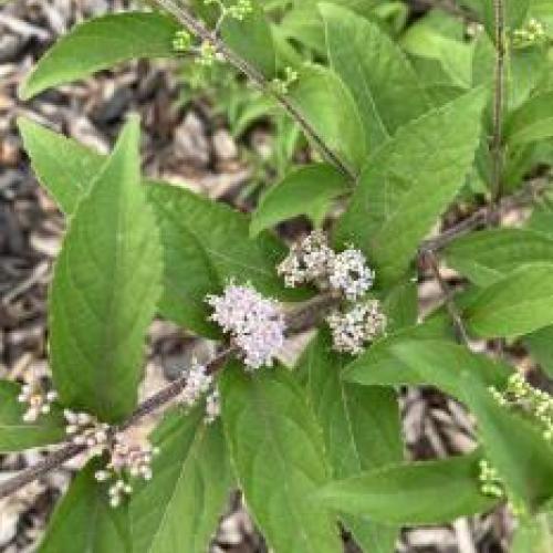 Beautyberry