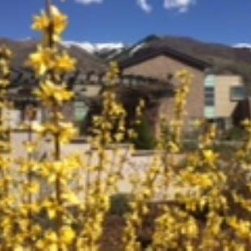 Lynwood Gold Forsythia