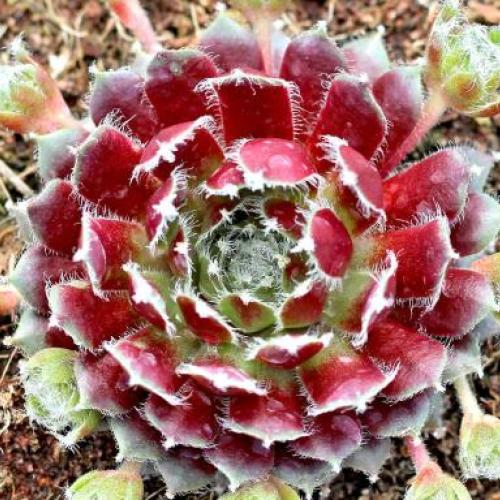 Jade Rose Hens & Chicks