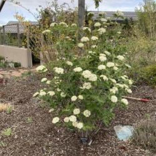 Mohican Viburnum