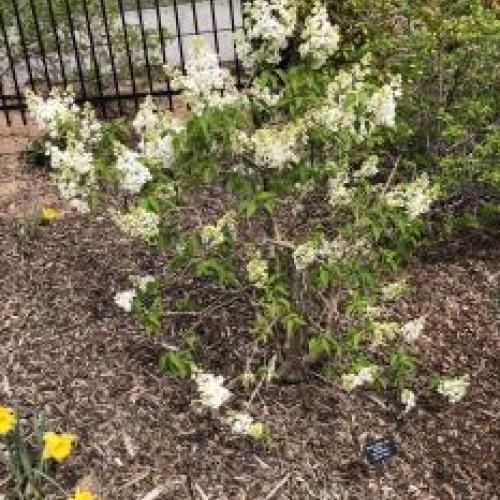 Mount Baker Lilac