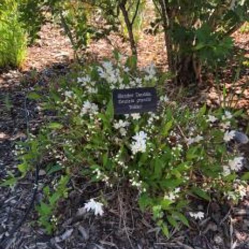 Dwarf Nikko Deutzia