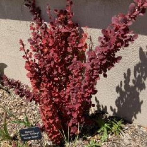 Orange Rocket Barberry