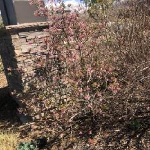 Pink Dawn Viburnum