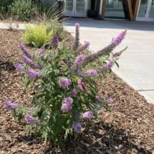 Pink Delight Butterfly Bush